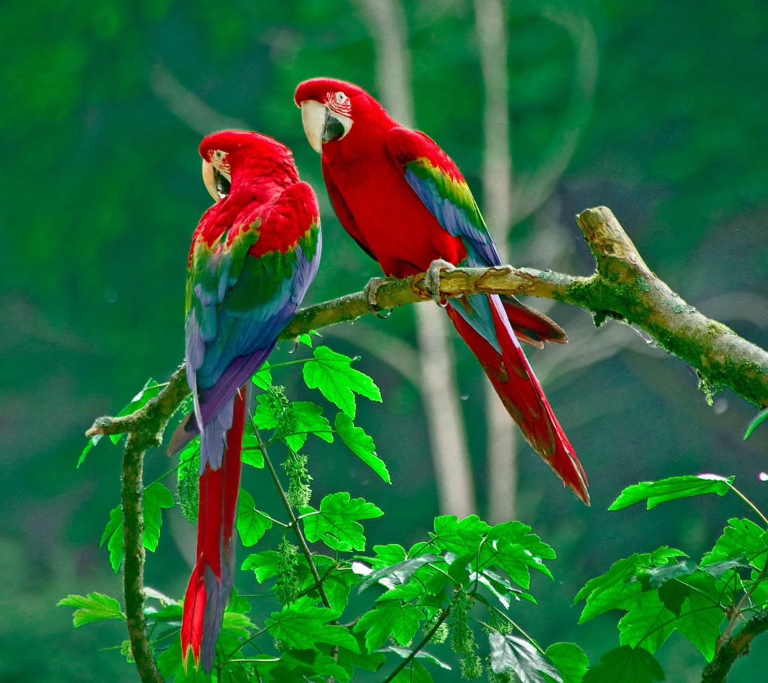 Das Parrots Paradise Wallpaper 1080x960