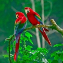 Обои Parrots Paradise 128x128
