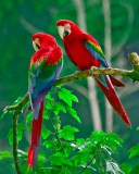 Обои Parrots Paradise 128x160
