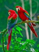 Das Parrots Paradise Wallpaper 132x176