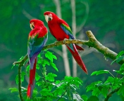 Fondo de pantalla Parrots Paradise 176x144