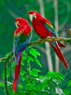 Обои Parrots Paradise 240x320