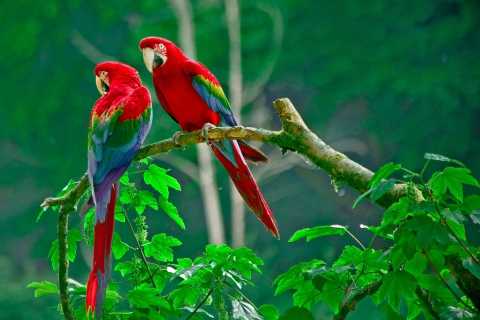 Parrots Paradise wallpaper 480x320