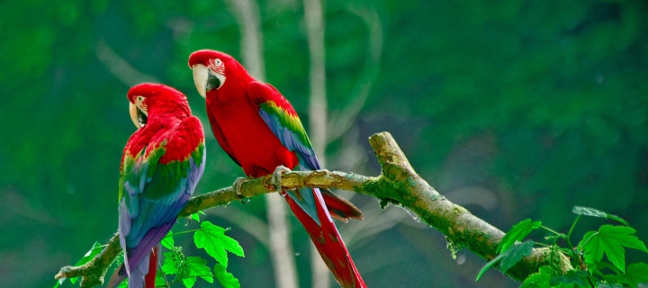 Sfondi Parrots Paradise 720x320