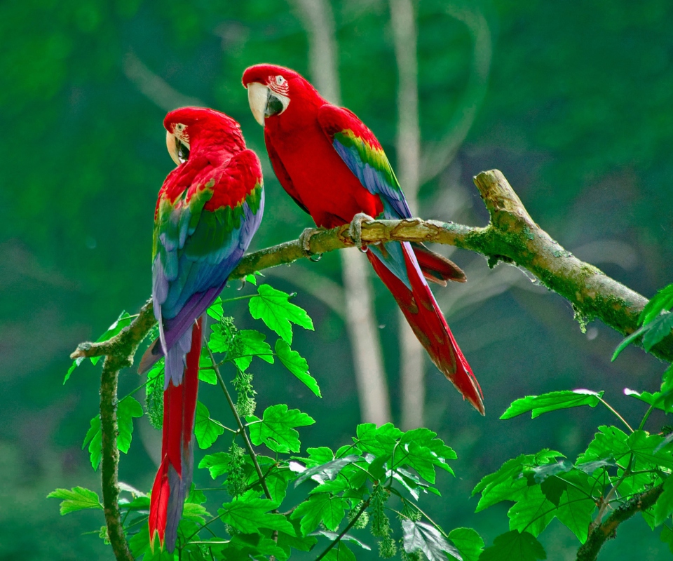 Sfondi Parrots Paradise 960x800
