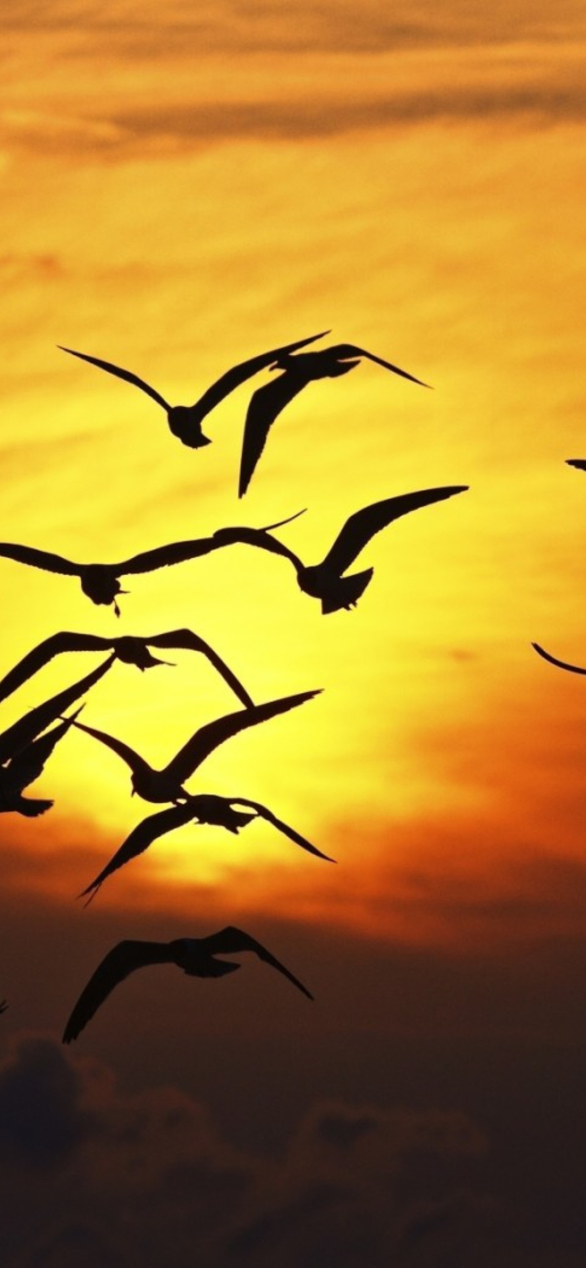 Sfondi Sunset Birds 1170x2532