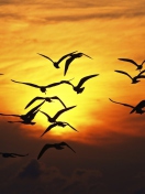 Fondo de pantalla Sunset Birds 132x176