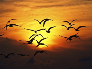 Обои Sunset Birds 320x240
