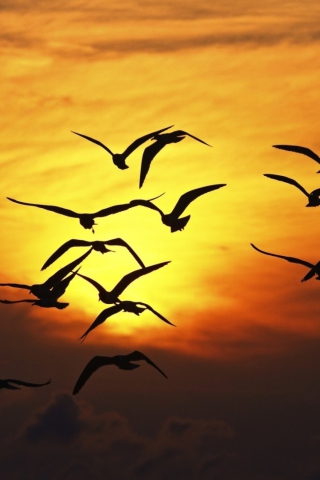 Das Sunset Birds Wallpaper 320x480