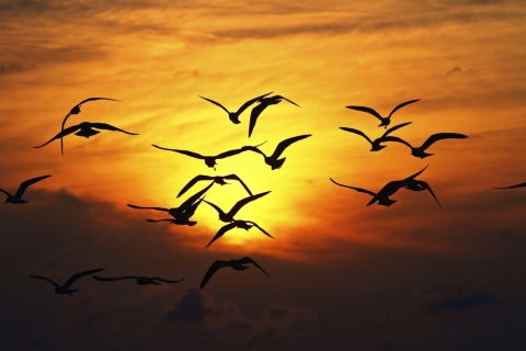 Fondo de pantalla Sunset Birds 480x320
