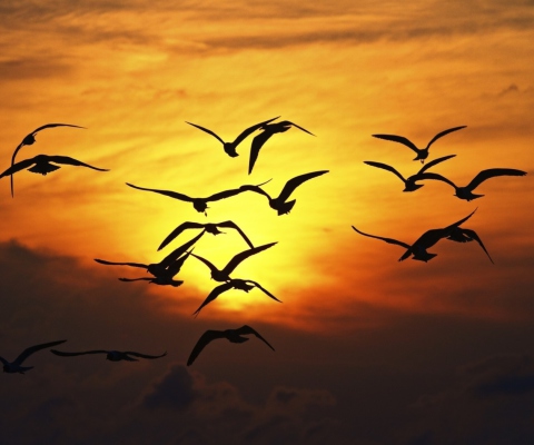 Screenshot №1 pro téma Sunset Birds 480x400