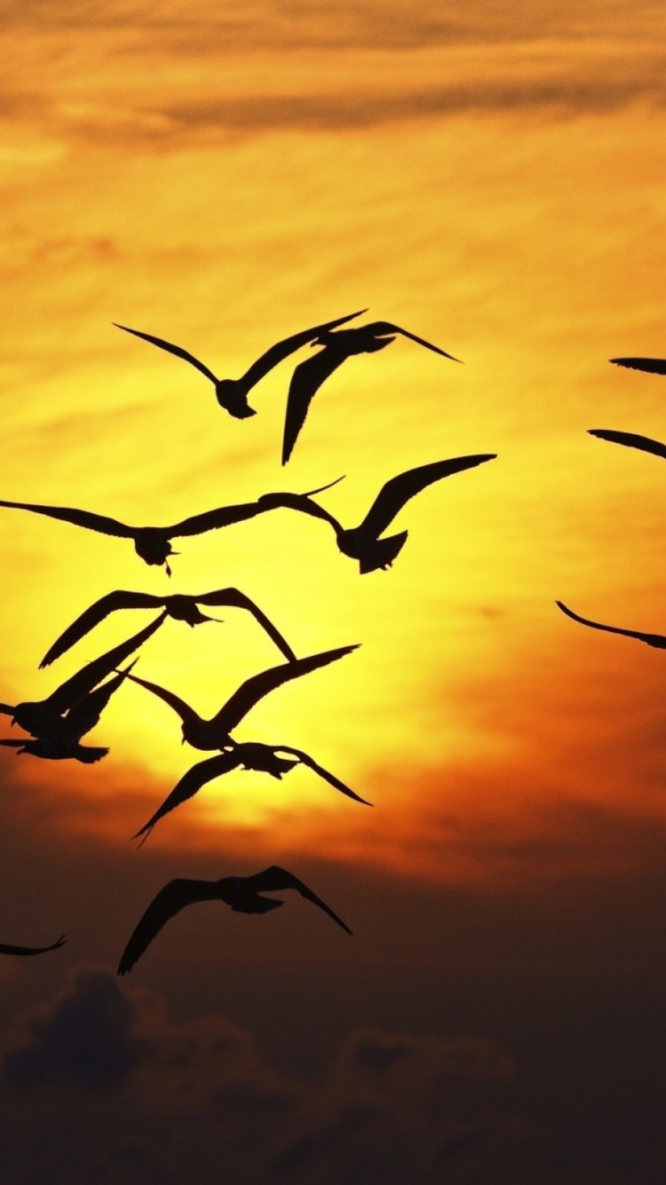 Обои Sunset Birds 750x1334