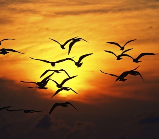 Sunset Birds sfondi gratuiti per 208x208
