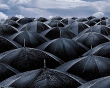 Das Black Umbrellas Wallpaper 220x176