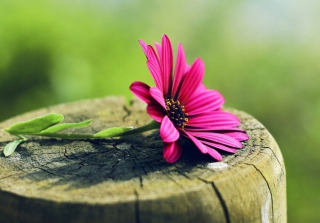 Flower Picture for Android, iPhone and iPad