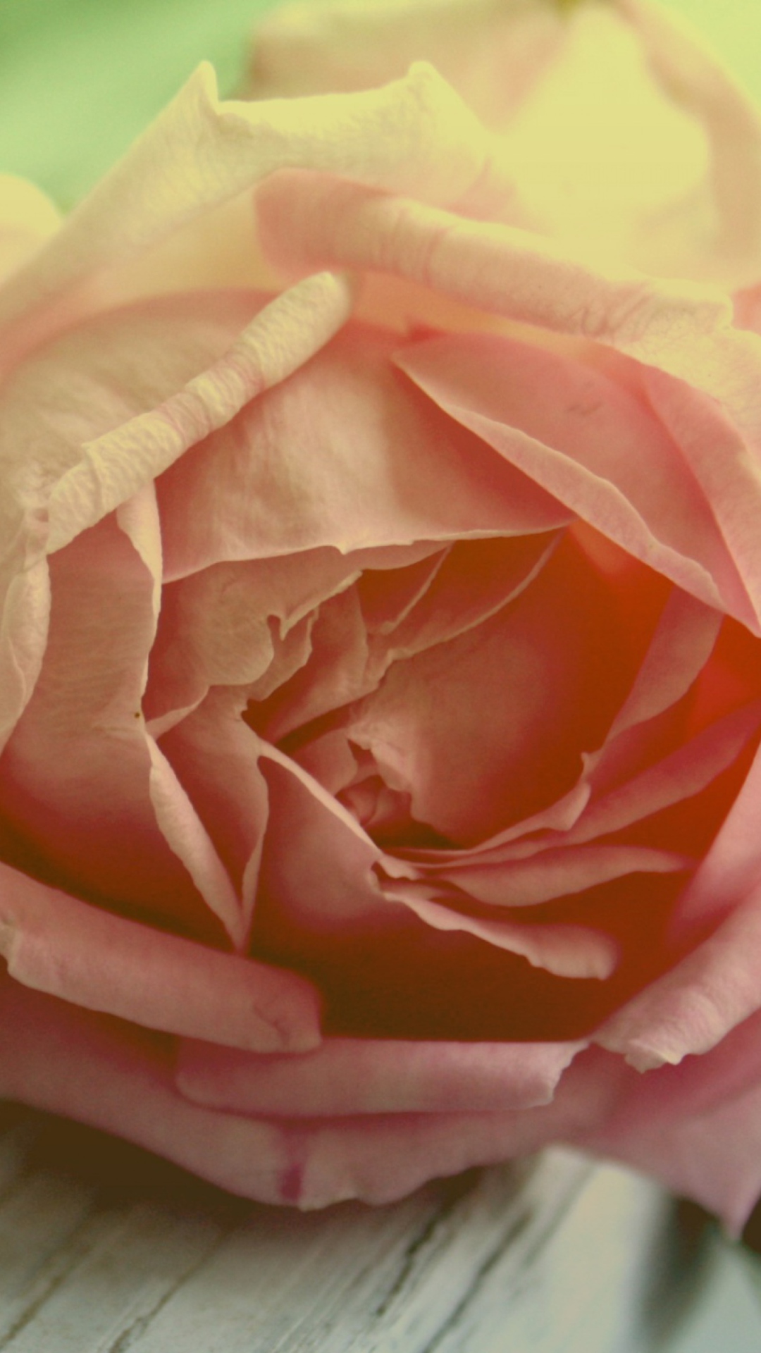 Sfondi Peach Rose 1080x1920