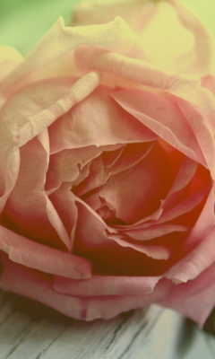 Das Peach Rose Wallpaper 240x400