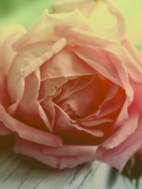 Peach Rose screenshot #1 480x640