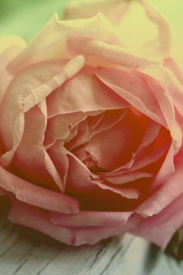 Peach Rose screenshot #1 640x960