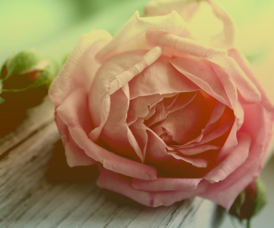 Peach Rose wallpaper 960x800