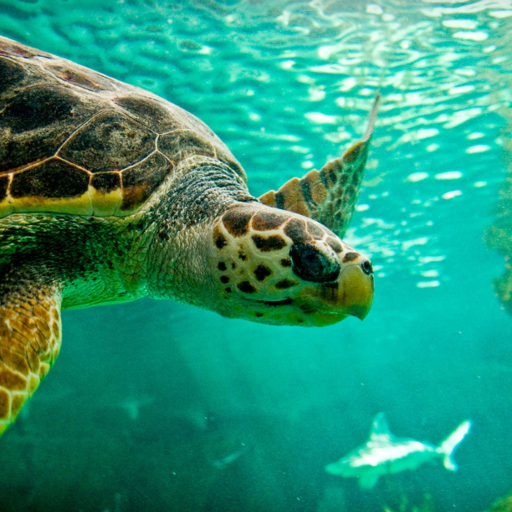 Fondo de pantalla Swimming Turtle 1024x1024