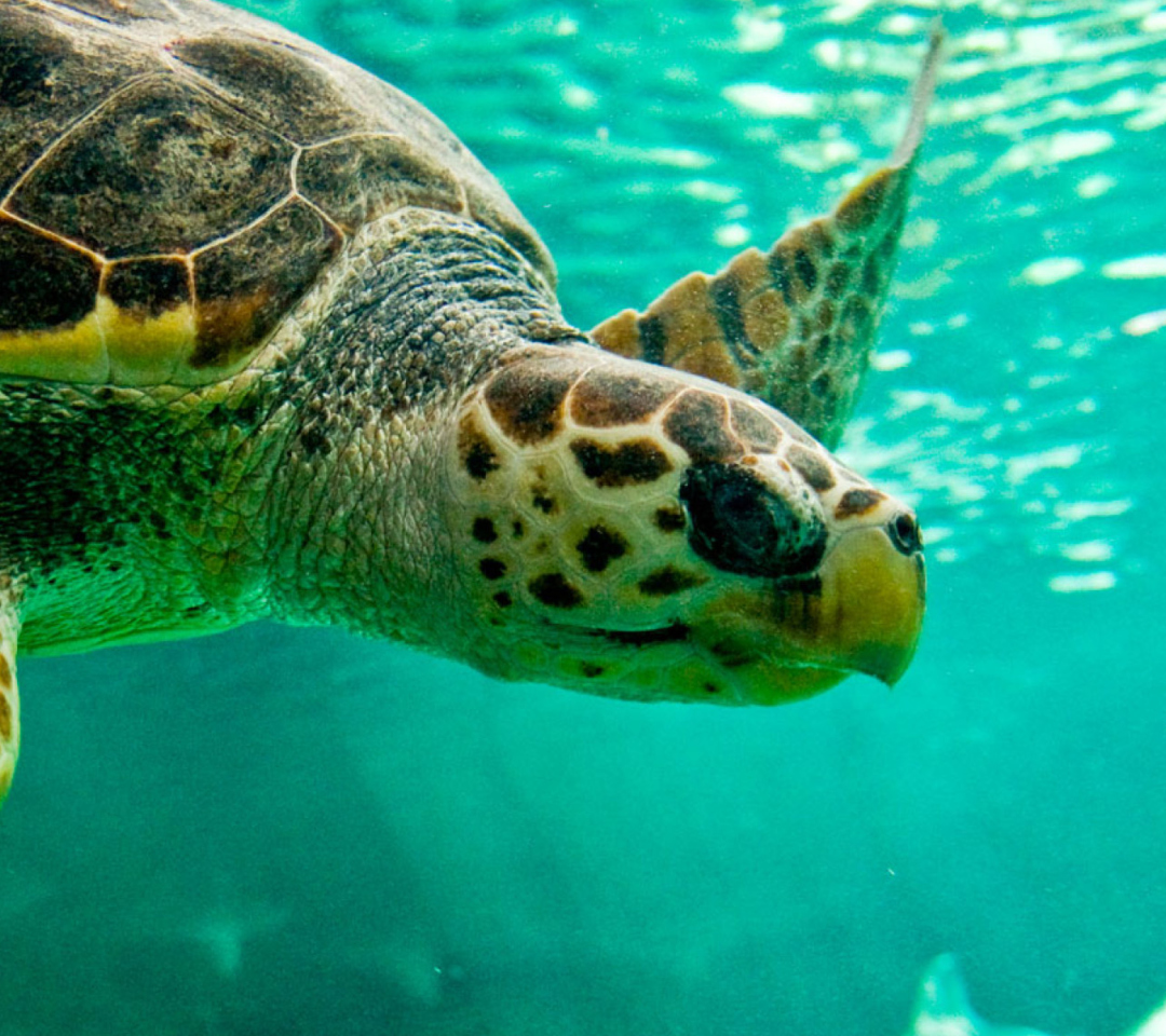 Sfondi Swimming Turtle 1080x960