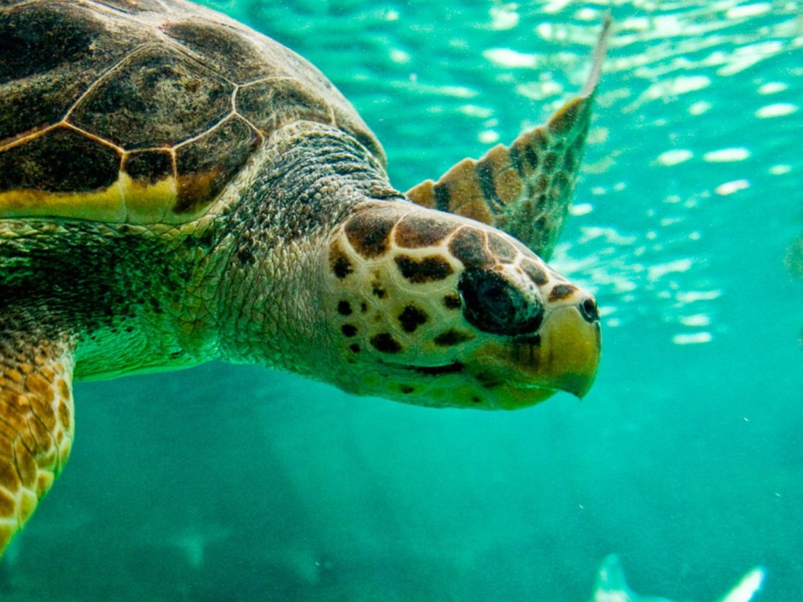 Sfondi Swimming Turtle 1152x864