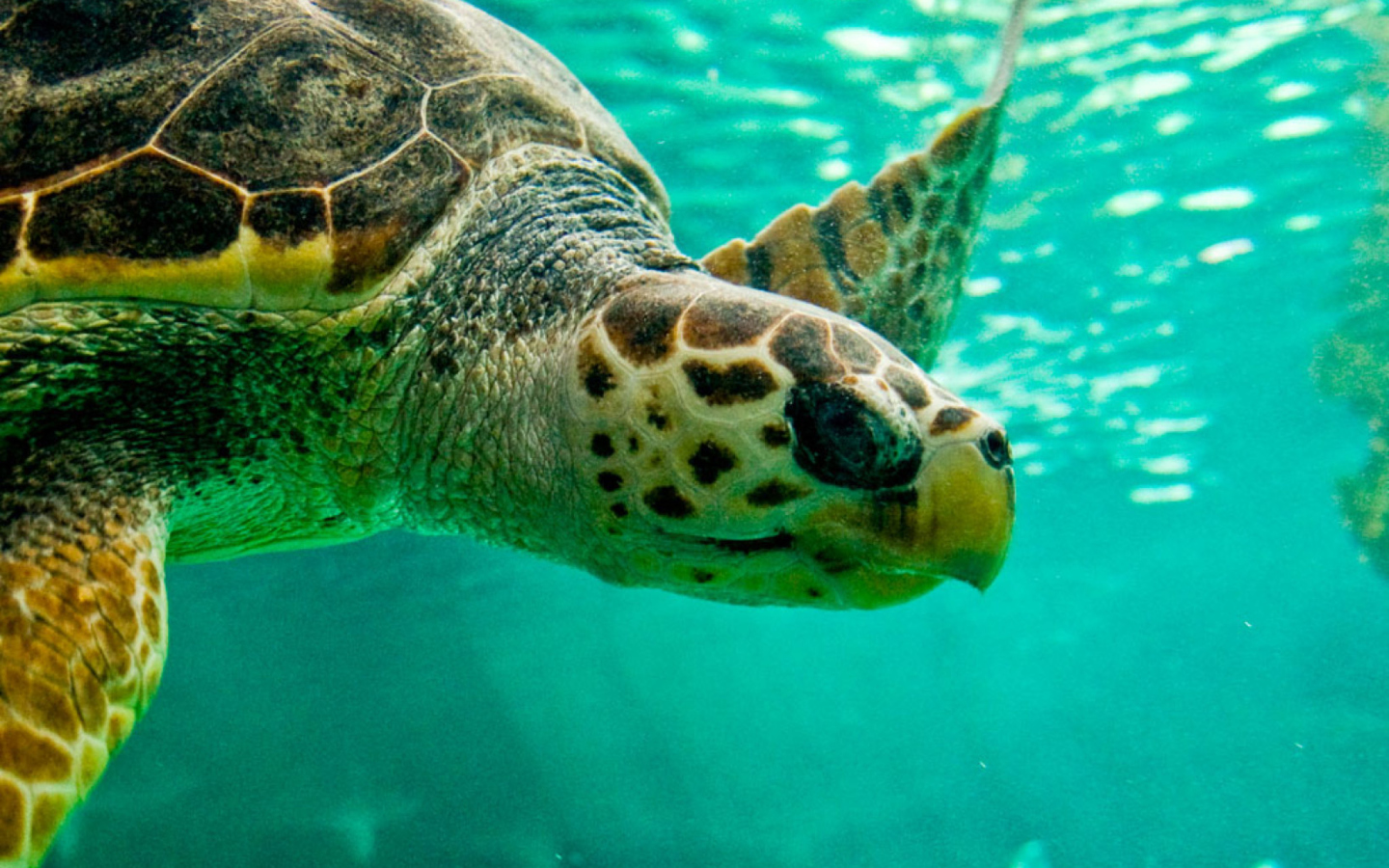 Screenshot №1 pro téma Swimming Turtle 1440x900
