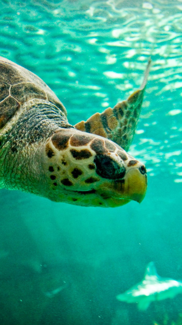 Swimming Turtle wallpaper 360x640