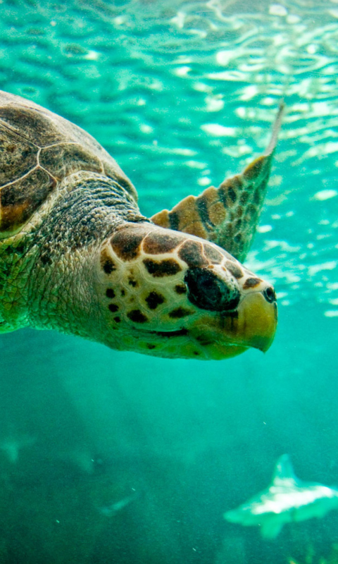 Swimming Turtle wallpaper 480x800