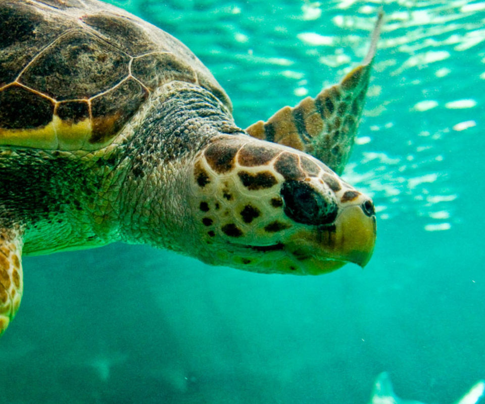 Swimming Turtle screenshot #1 960x800