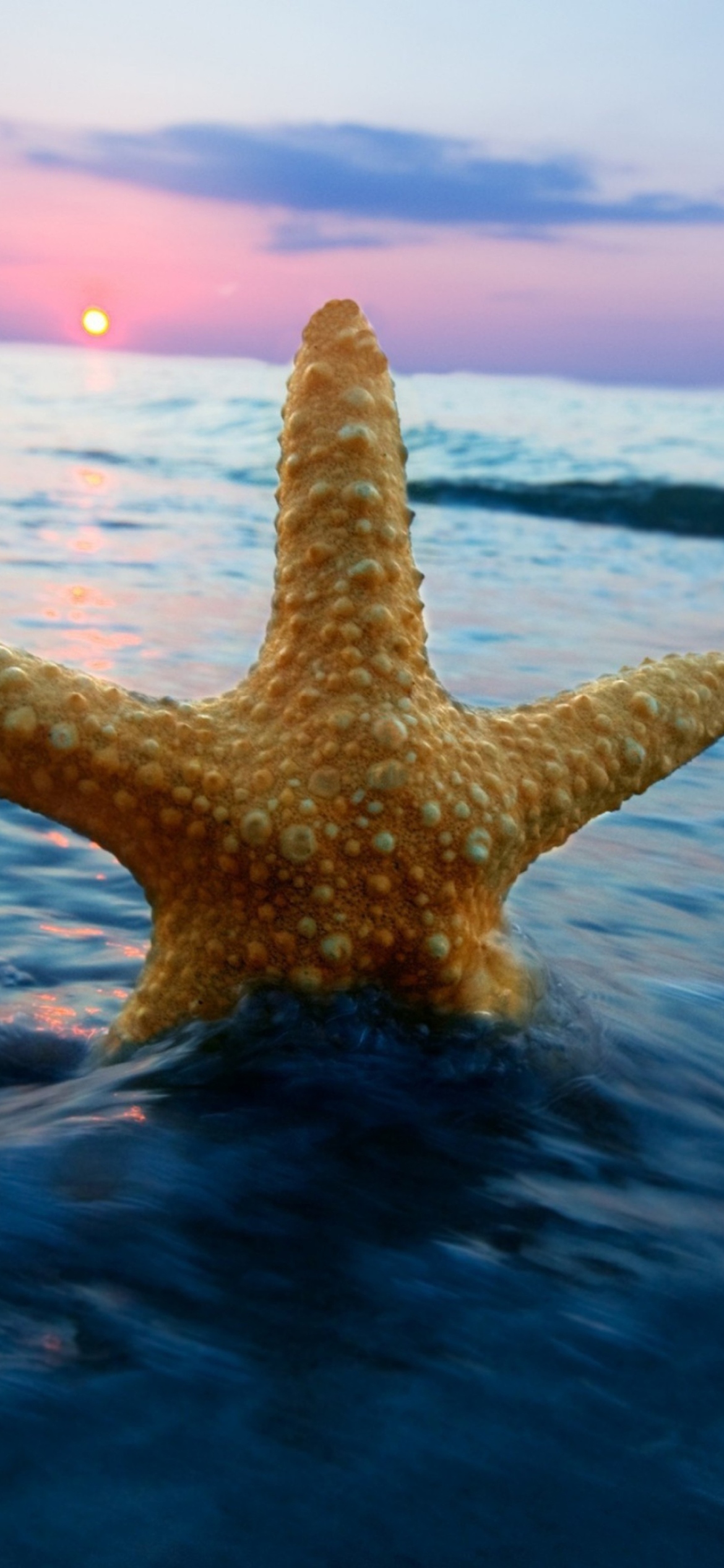 Fondo de pantalla Happy Sea Star At Sunset 1170x2532