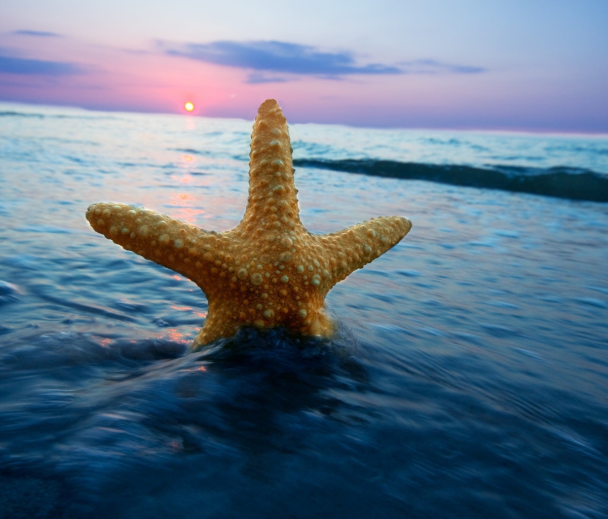 Обои Happy Sea Star At Sunset 1200x1024