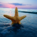 Das Happy Sea Star At Sunset Wallpaper 128x128