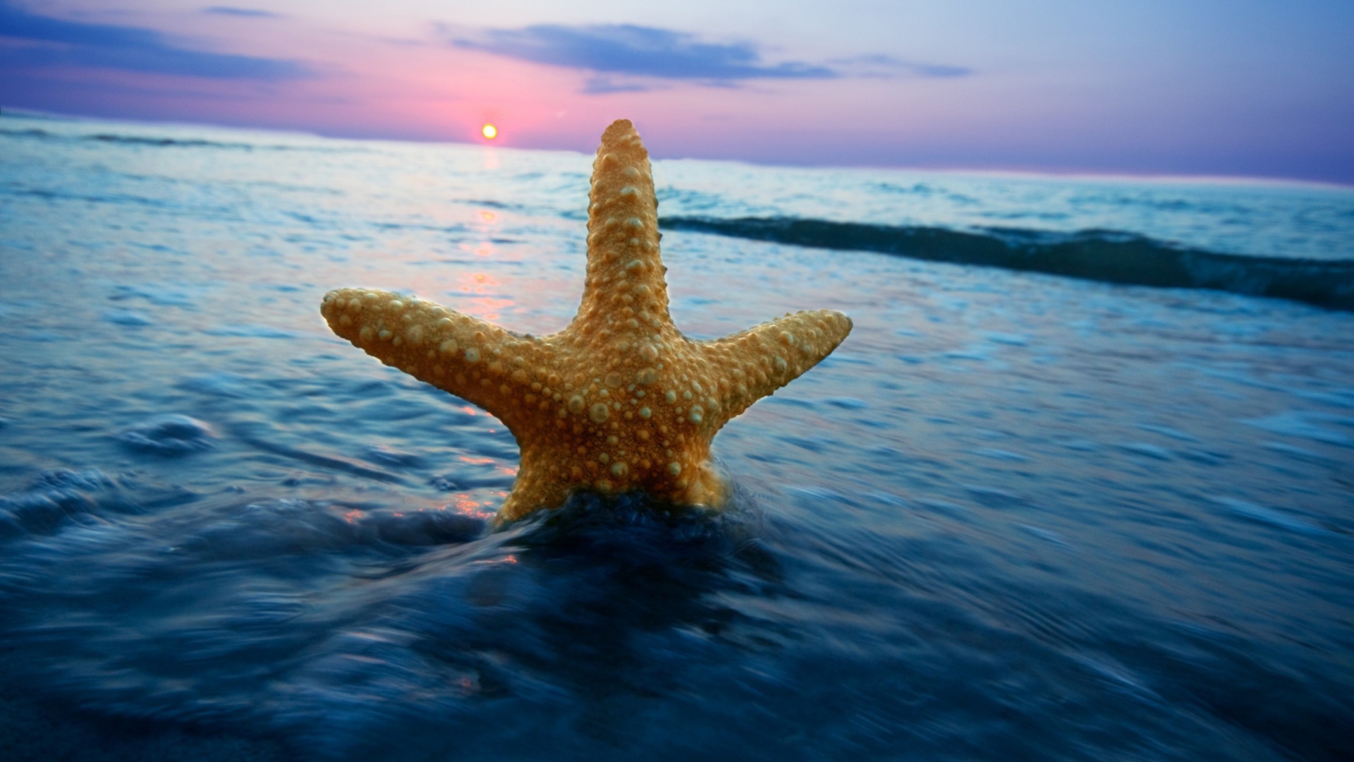Fondo de pantalla Happy Sea Star At Sunset 1920x1080