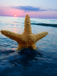 Fondo de pantalla Happy Sea Star At Sunset 240x320