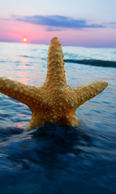 Happy Sea Star At Sunset wallpaper 240x400