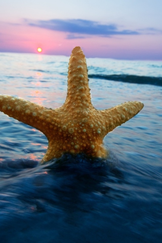 Happy Sea Star At Sunset screenshot #1 320x480