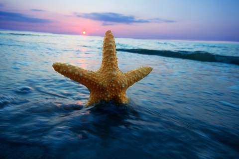 Обои Happy Sea Star At Sunset 480x320