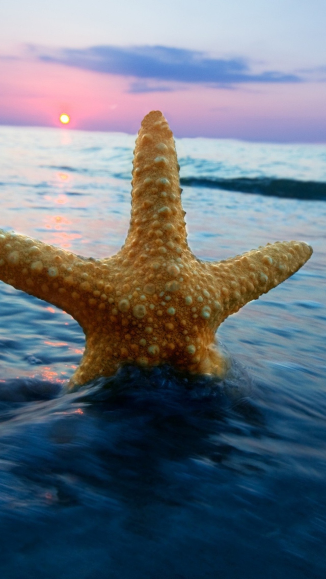 Das Happy Sea Star At Sunset Wallpaper 640x1136