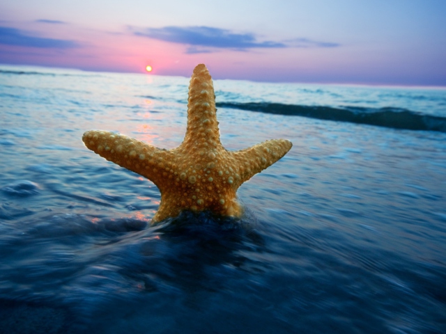 Das Happy Sea Star At Sunset Wallpaper 640x480
