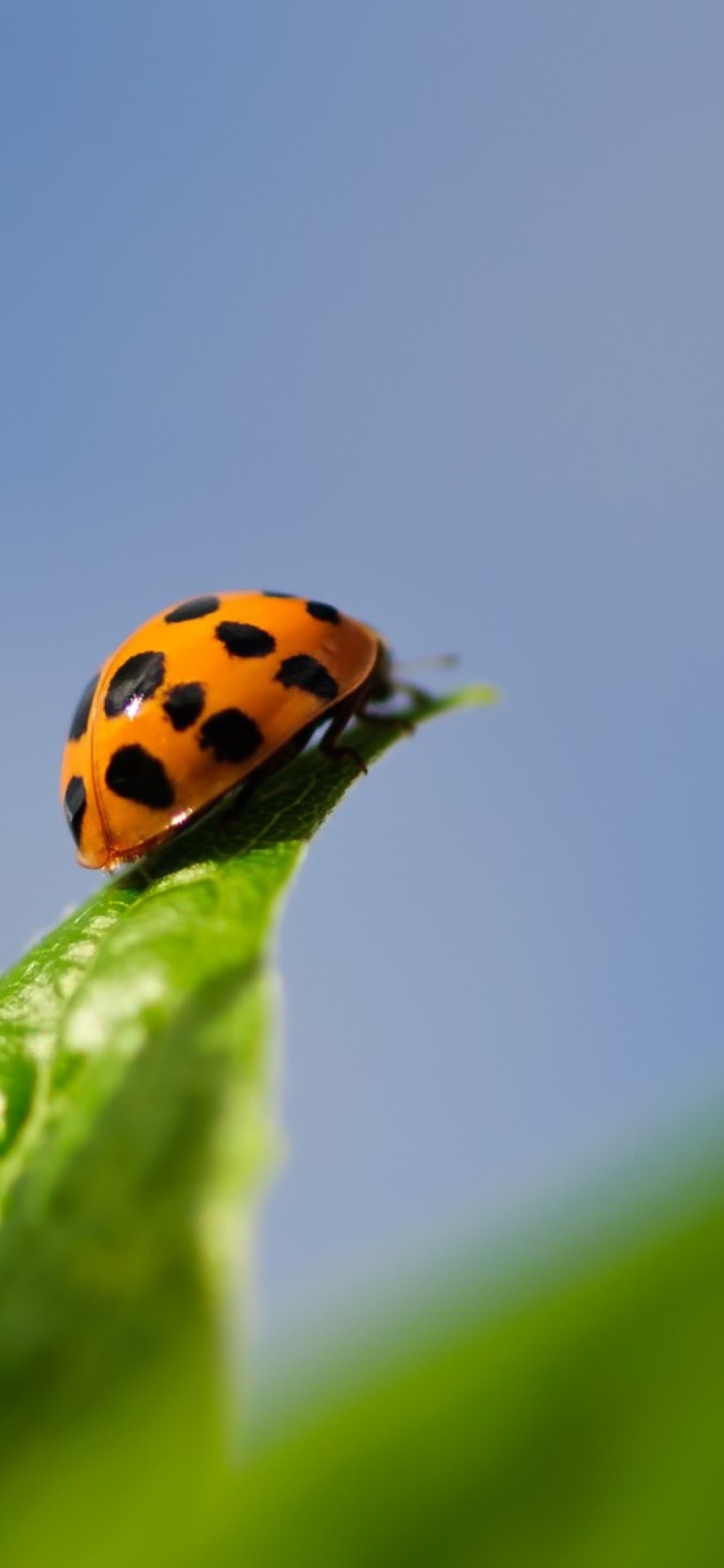 Screenshot №1 pro téma Ladybug On Leaf 1170x2532