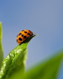 Das Ladybug On Leaf Wallpaper 128x160