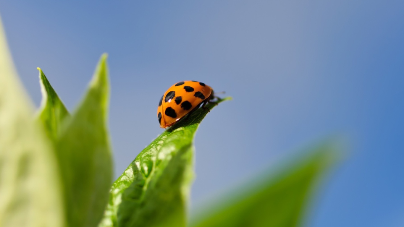 Fondo de pantalla Ladybug On Leaf 1366x768