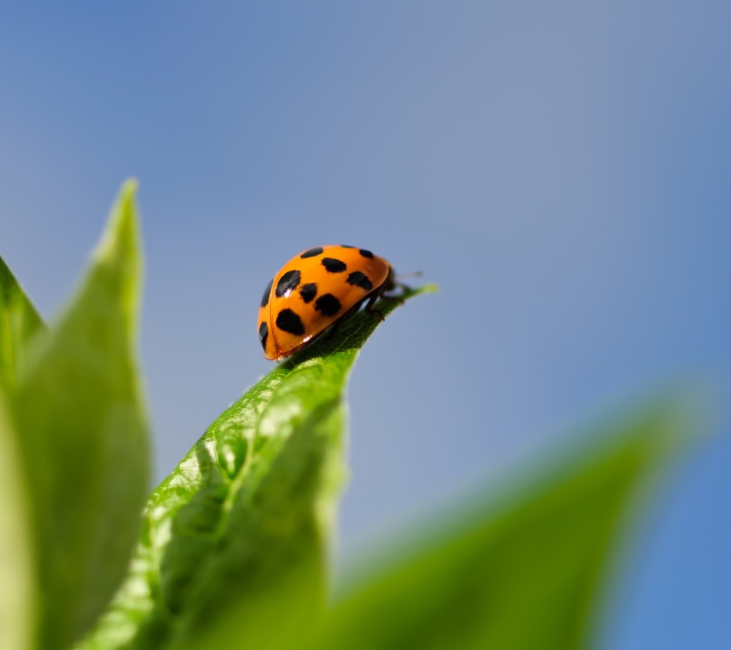 Обои Ladybug On Leaf 1440x1280