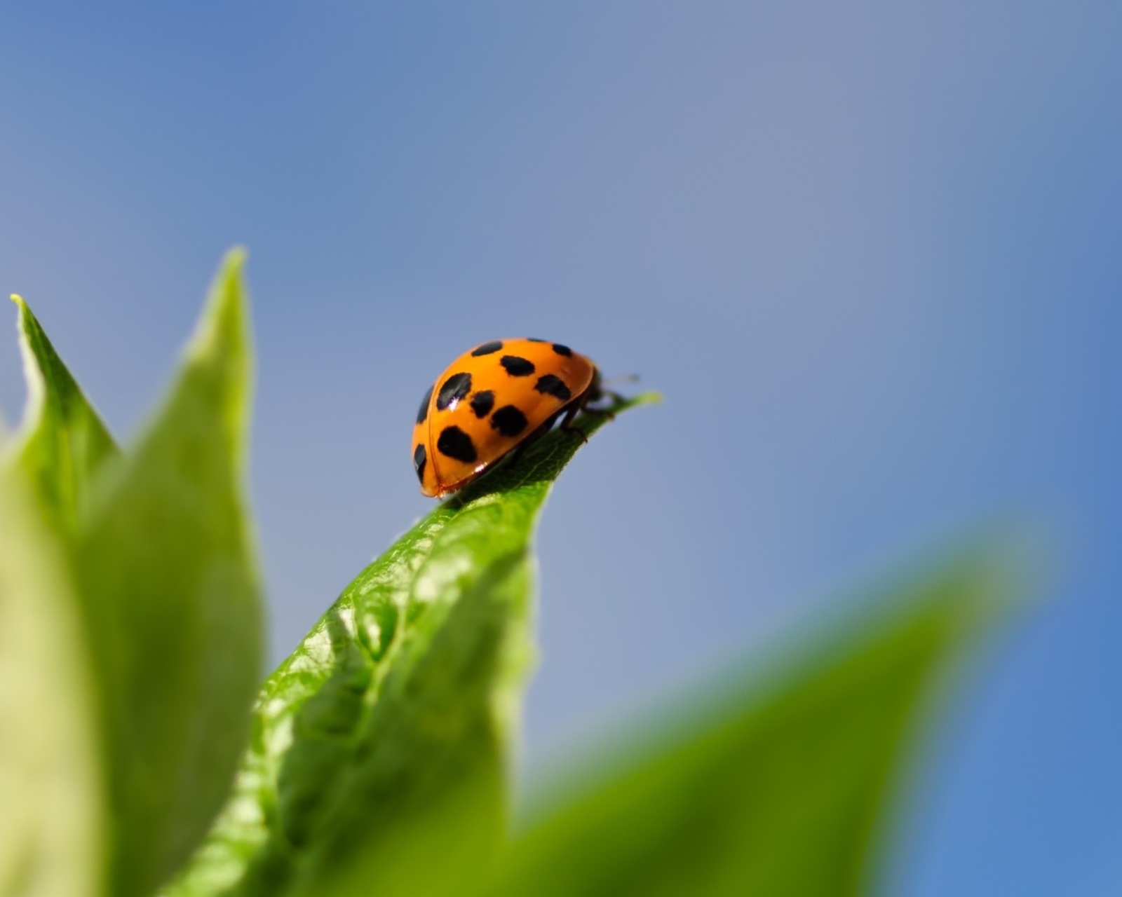 Обои Ladybug On Leaf 1600x1280