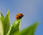 Ladybug On Leaf wallpaper 176x144