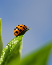 Sfondi Ladybug On Leaf 176x220