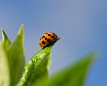 Das Ladybug On Leaf Wallpaper 220x176