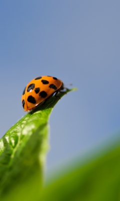 Screenshot №1 pro téma Ladybug On Leaf 240x400